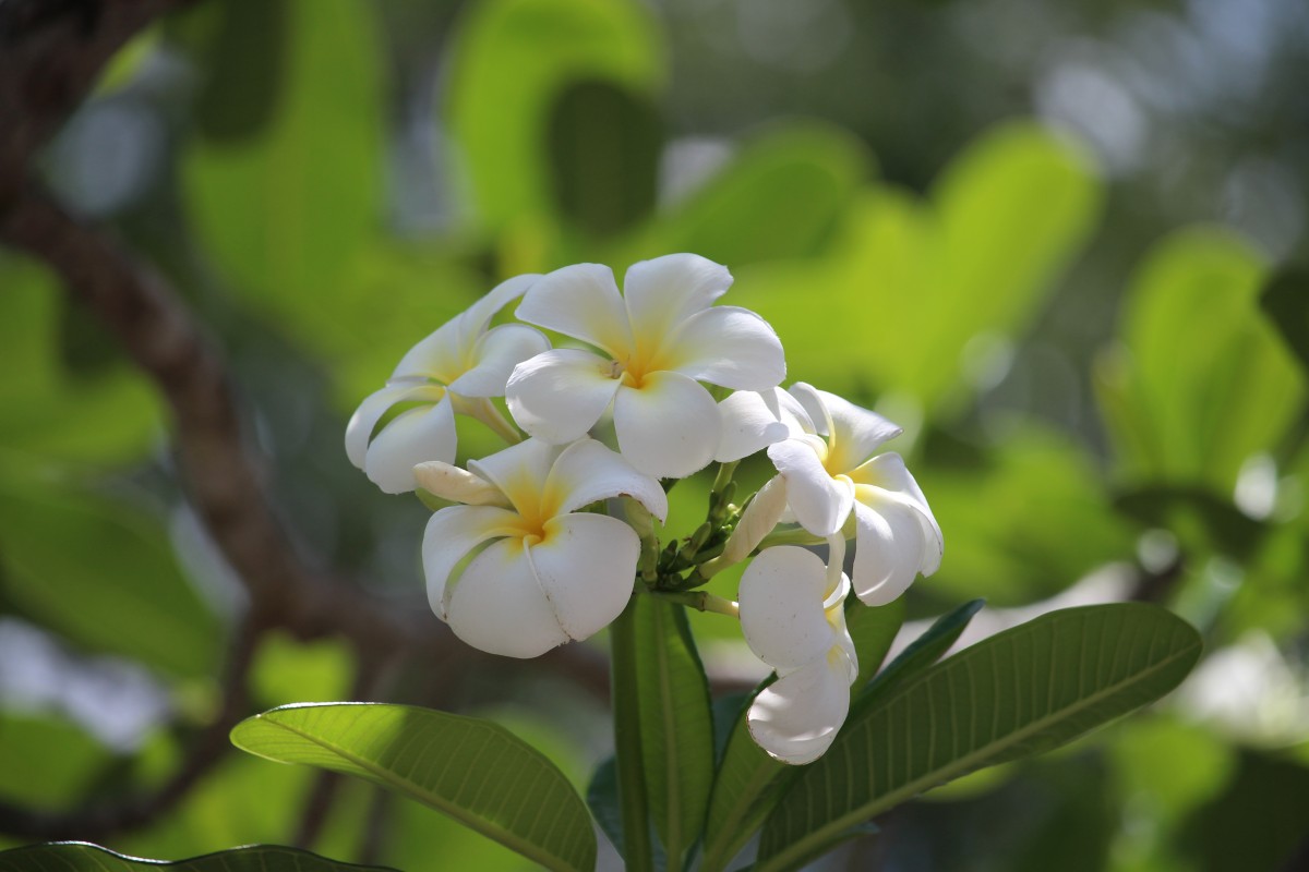 Plumeria obtusa L.